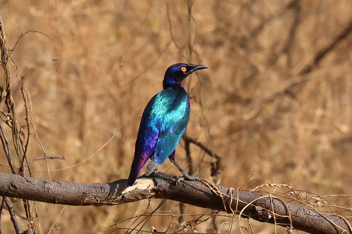 Purple Glossy Starling